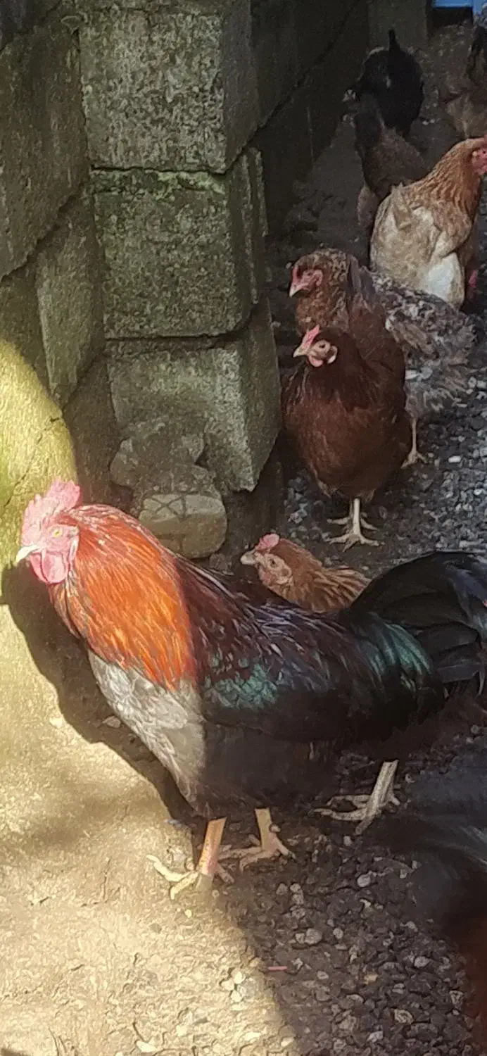 مرغ ،خروس محلی|حیوانات مزرعه|املش, |دیوار