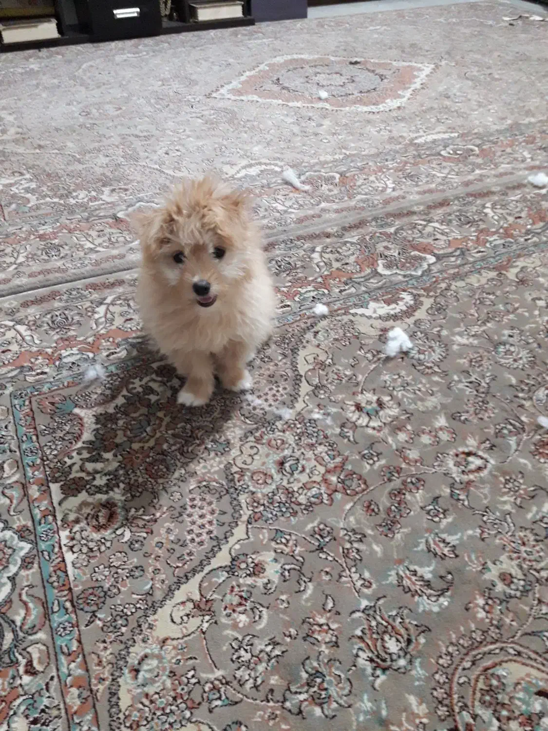 سگ ۴ماهه باهوش|سگ|سنندج, |دیوار