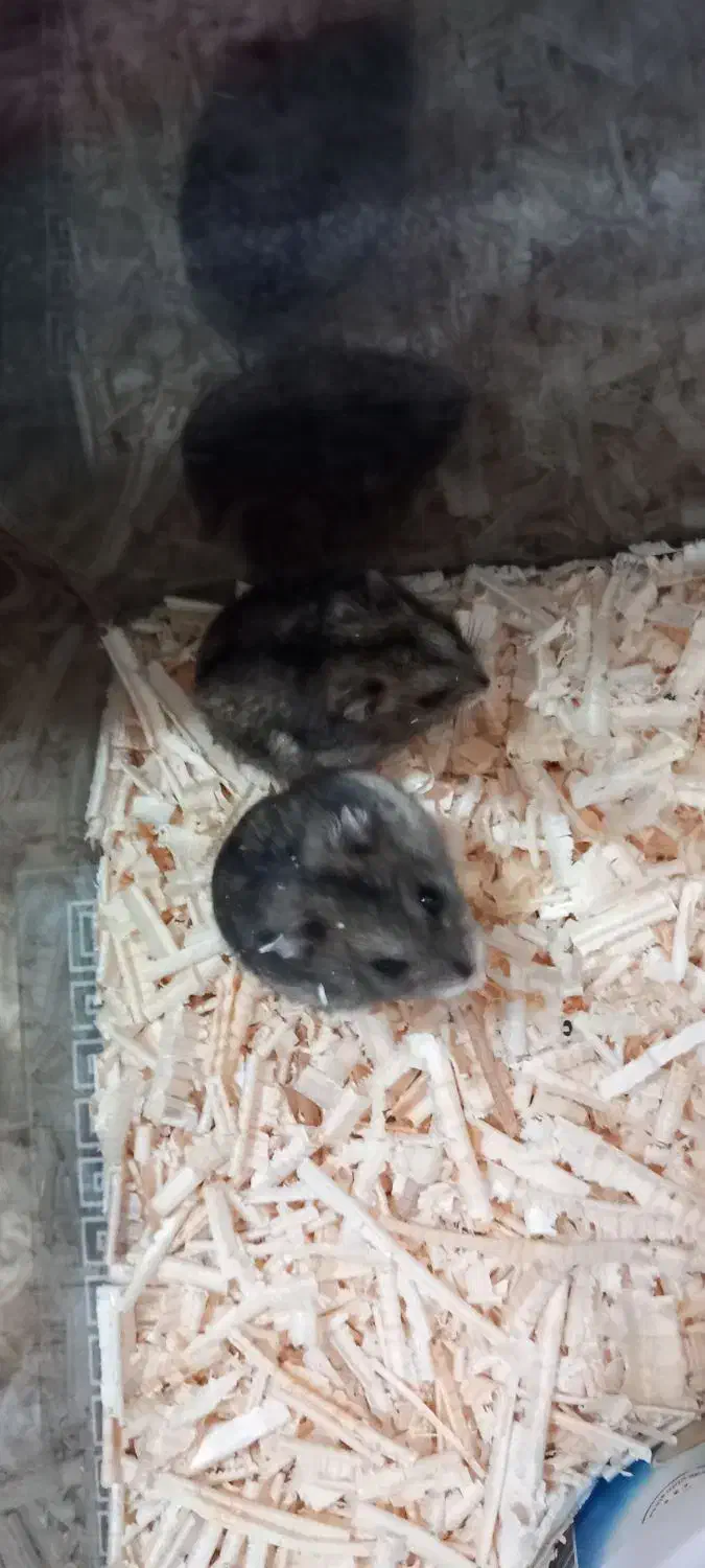 همستر|موش و خرگوش|ارومیه, |دیوار