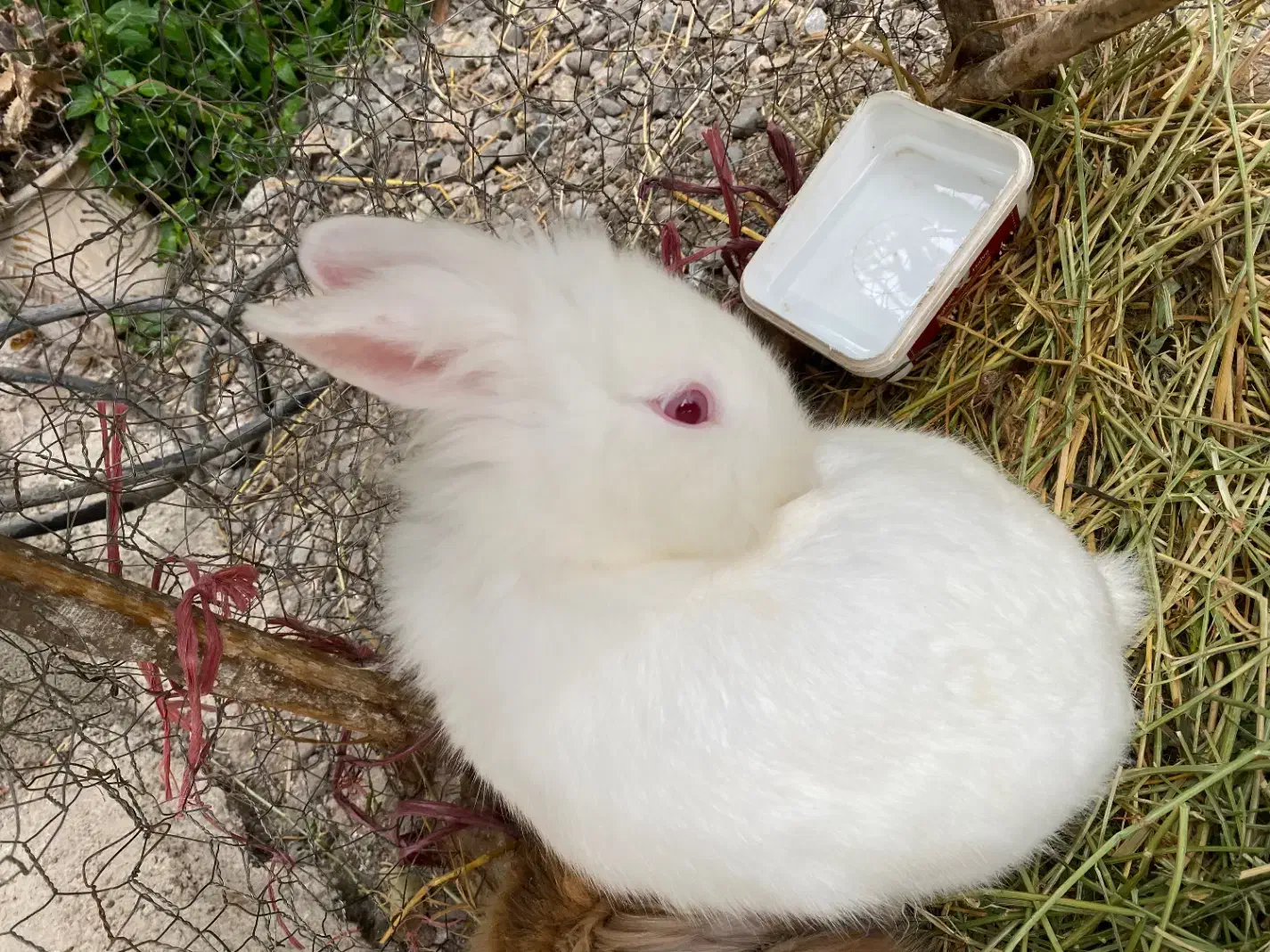 فروش خرگوش|موش و خرگوش|شاندرمن, |دیوار