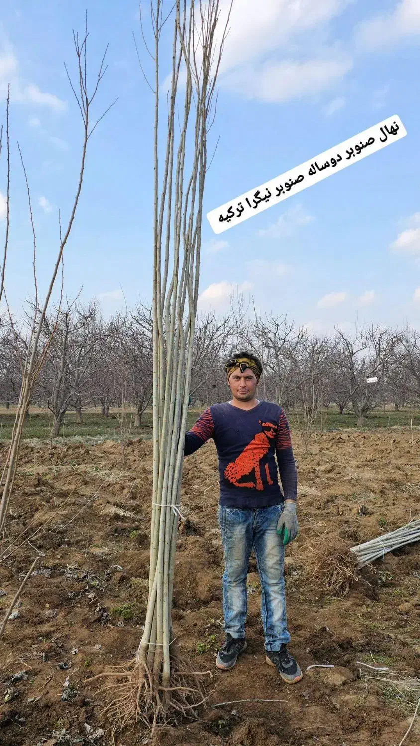 فروش عمده نهال صنوبر و میوه دیرگل|خدمات باغبانی و درختکاری|اردبیل, |دیوار