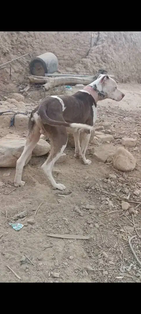 سگ داگو شکاری|سگ|ششده و قره بلاغ, |دیوار