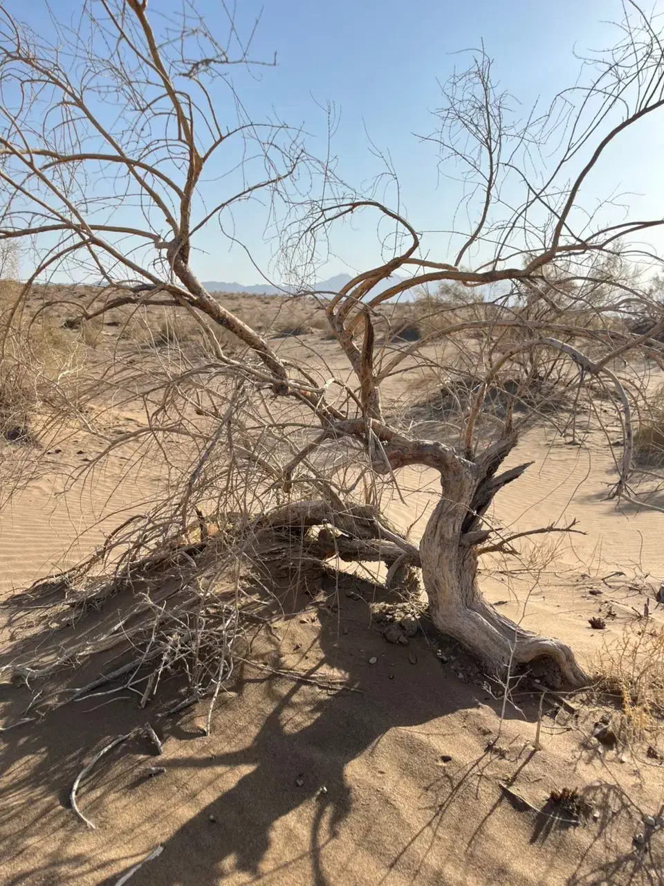 بار تفتان پاکستان زاهدان|خدمات حمل و نقل|زاهدان, |دیوار