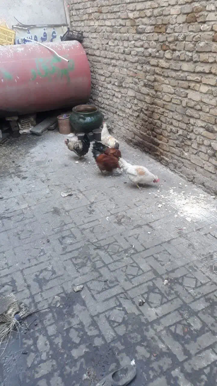 خروس|حیوانات مزرعه|نورآباد, |دیوار