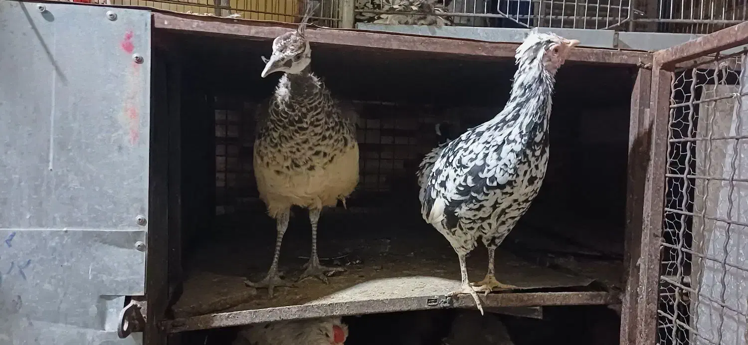 طاووس مصری|پرنده|کرمان, |دیوار