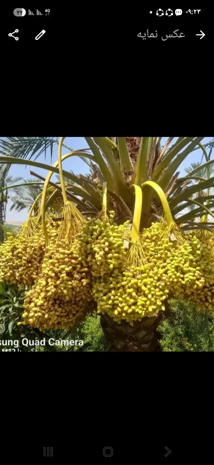 قطع نخل در تمامی مناطق به صورت رایگان|خدمات باغبانی و درختکاری|کازرون, |دیوار