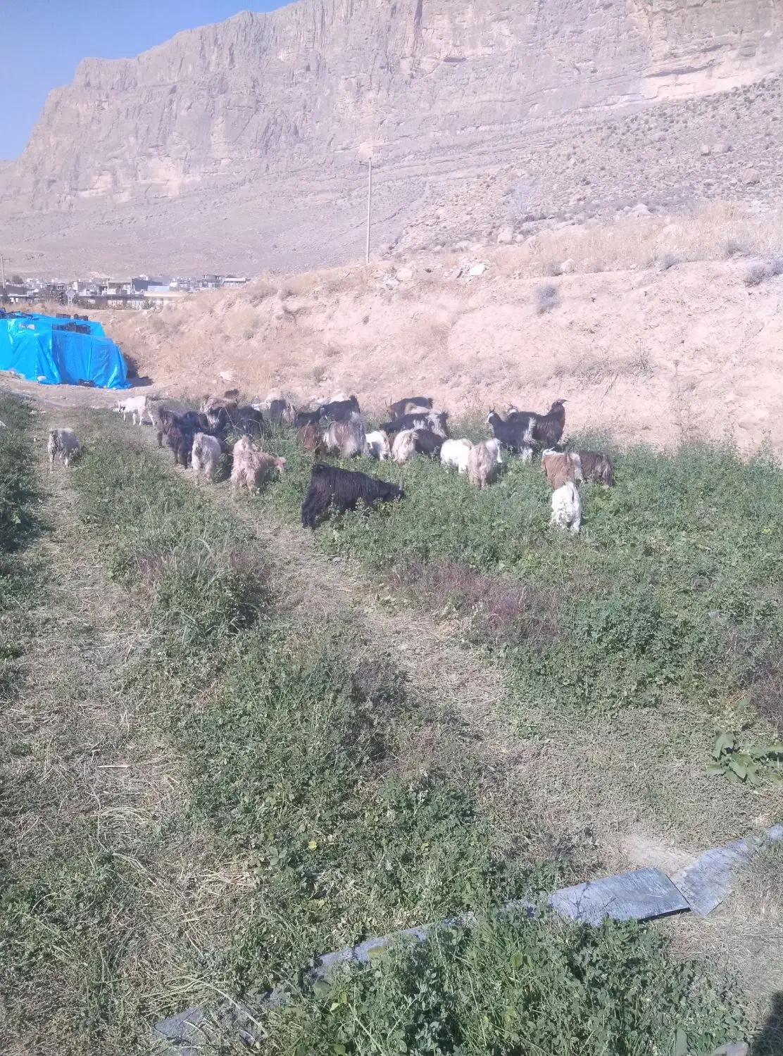 کهره|حیوانات مزرعه|درودزن, |دیوار