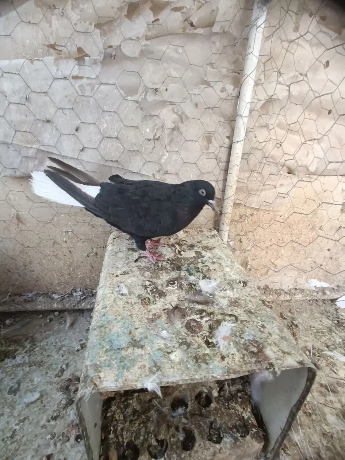 نر سینه ای،ماده دم سفید|پرنده|رفسنجان, |دیوار