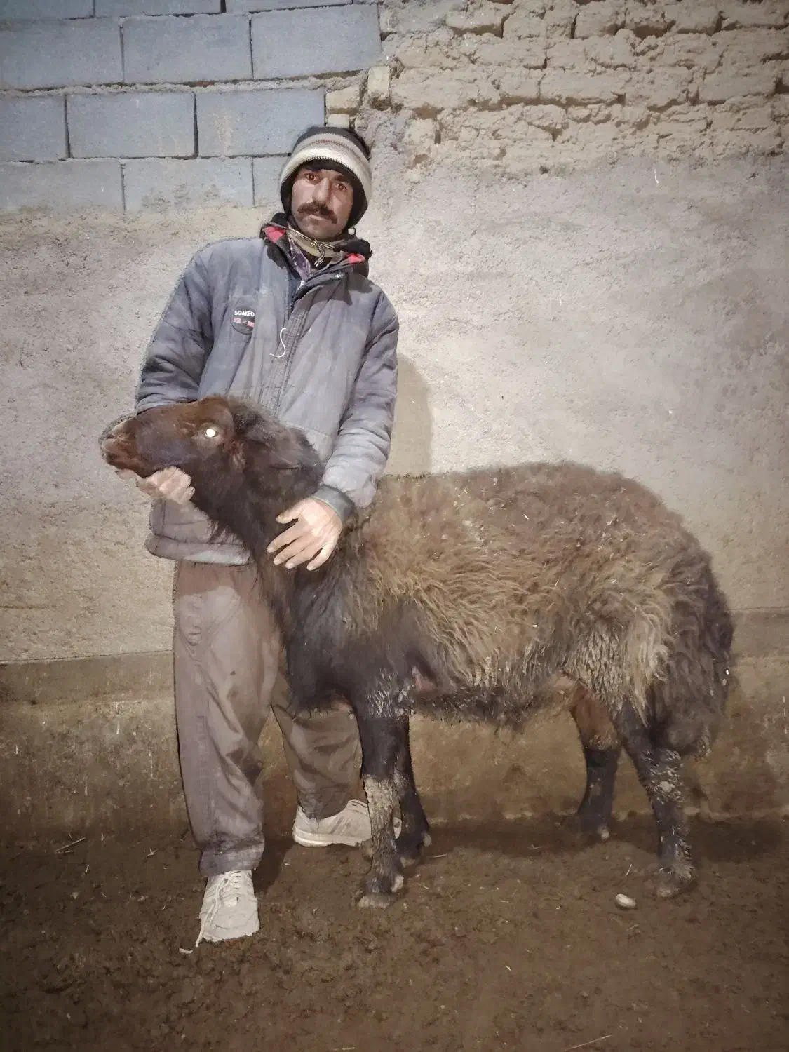 قوچ هترو|حیوانات مزرعه|چناران, |دیوار