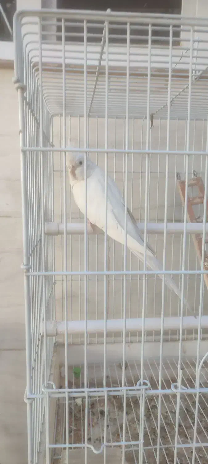 عروس هلندی دستی وسخن گو با قفس ۵ملیون|پرنده|کوهدشت, |دیوار