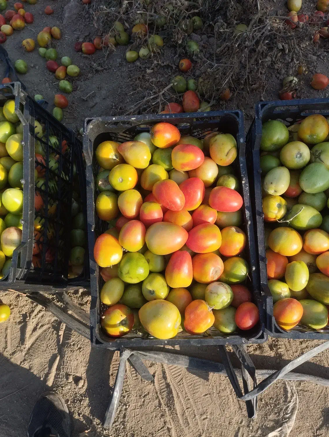 گوجهفرنگی|خوردنی و آشامیدنی|نوشین شهر, |دیوار