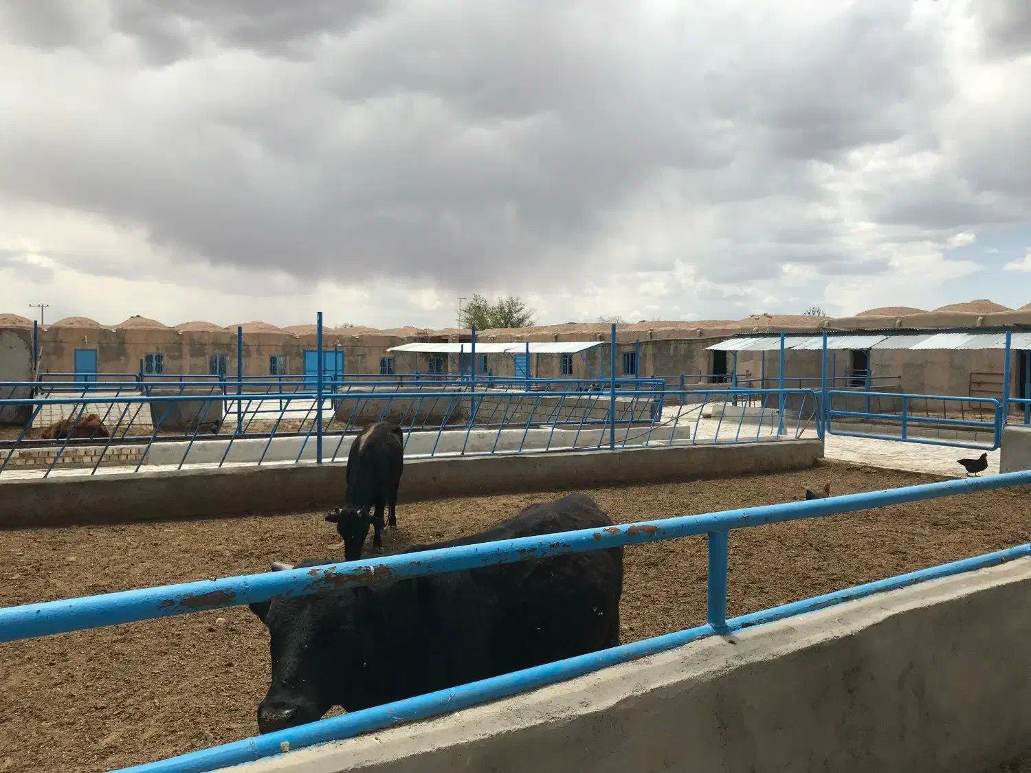 فروش گاوداری مجوزدار در میمه اصفهان|فروش دفتر صنعتی، کشاورزی، تجاری|میمه, |دیوار