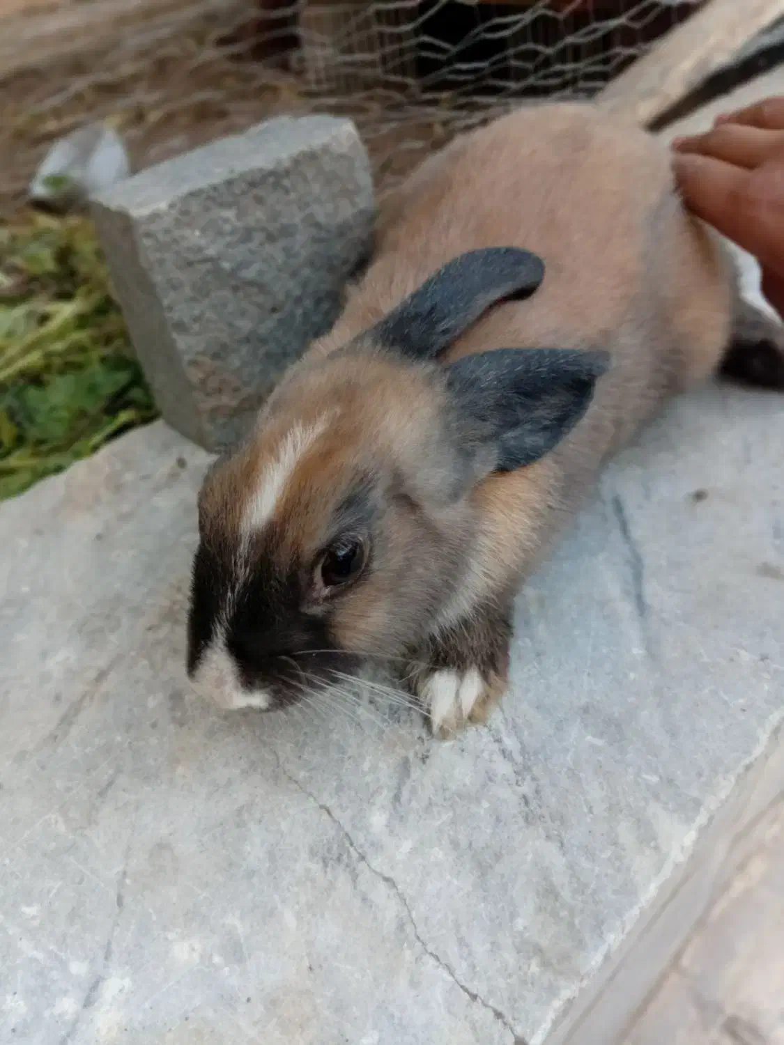 خرگوش|موش و خرگوش|کاشان, شریعتی|دیوار