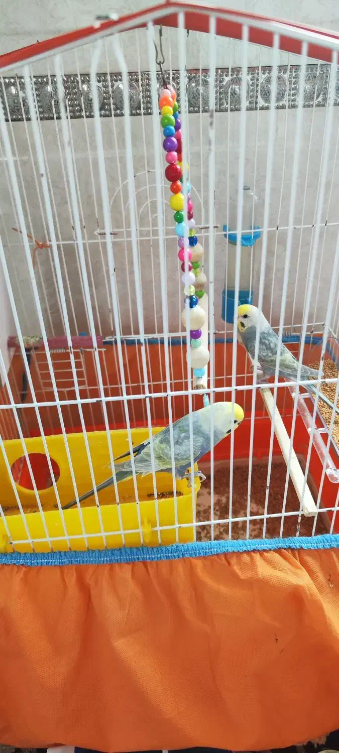 مرغ عشق نر وماده همراه قفس|پرنده|بانه, |دیوار