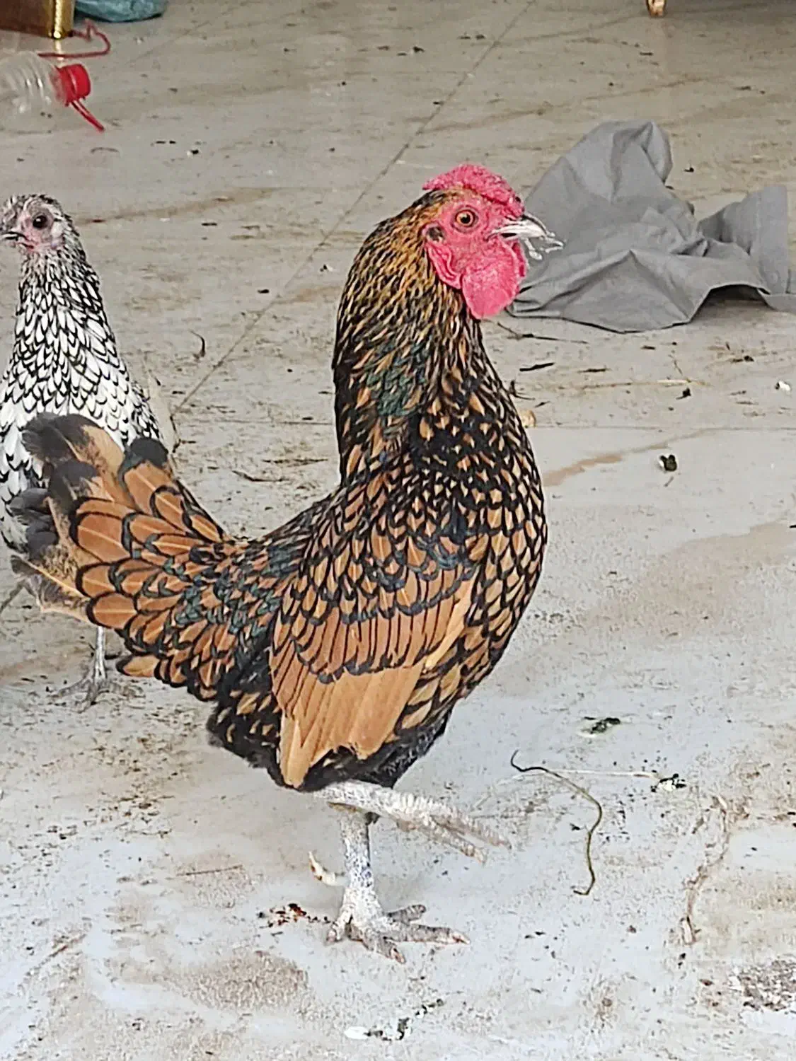 مرغ و خروس سیبرایت|حیوانات مزرعه|اردبیل, |دیوار