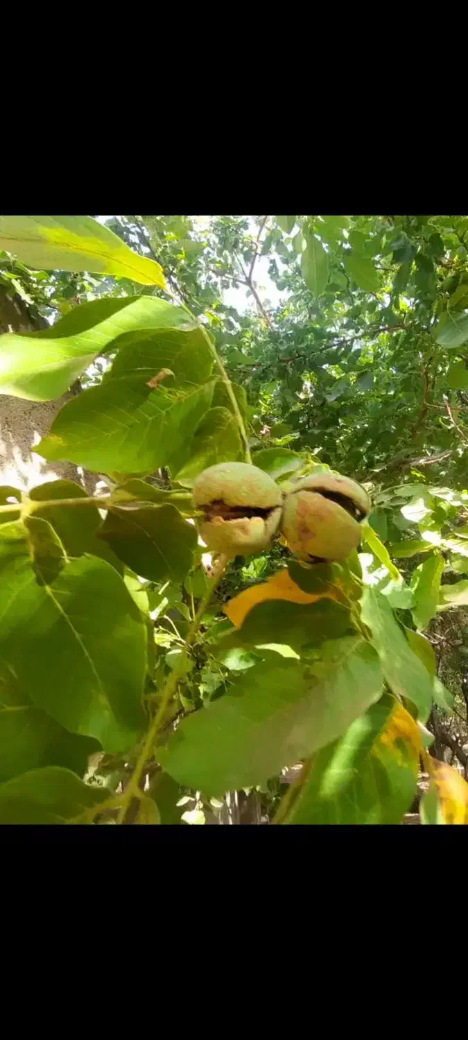 گردو|حراج|باقرشهر, |دیوار