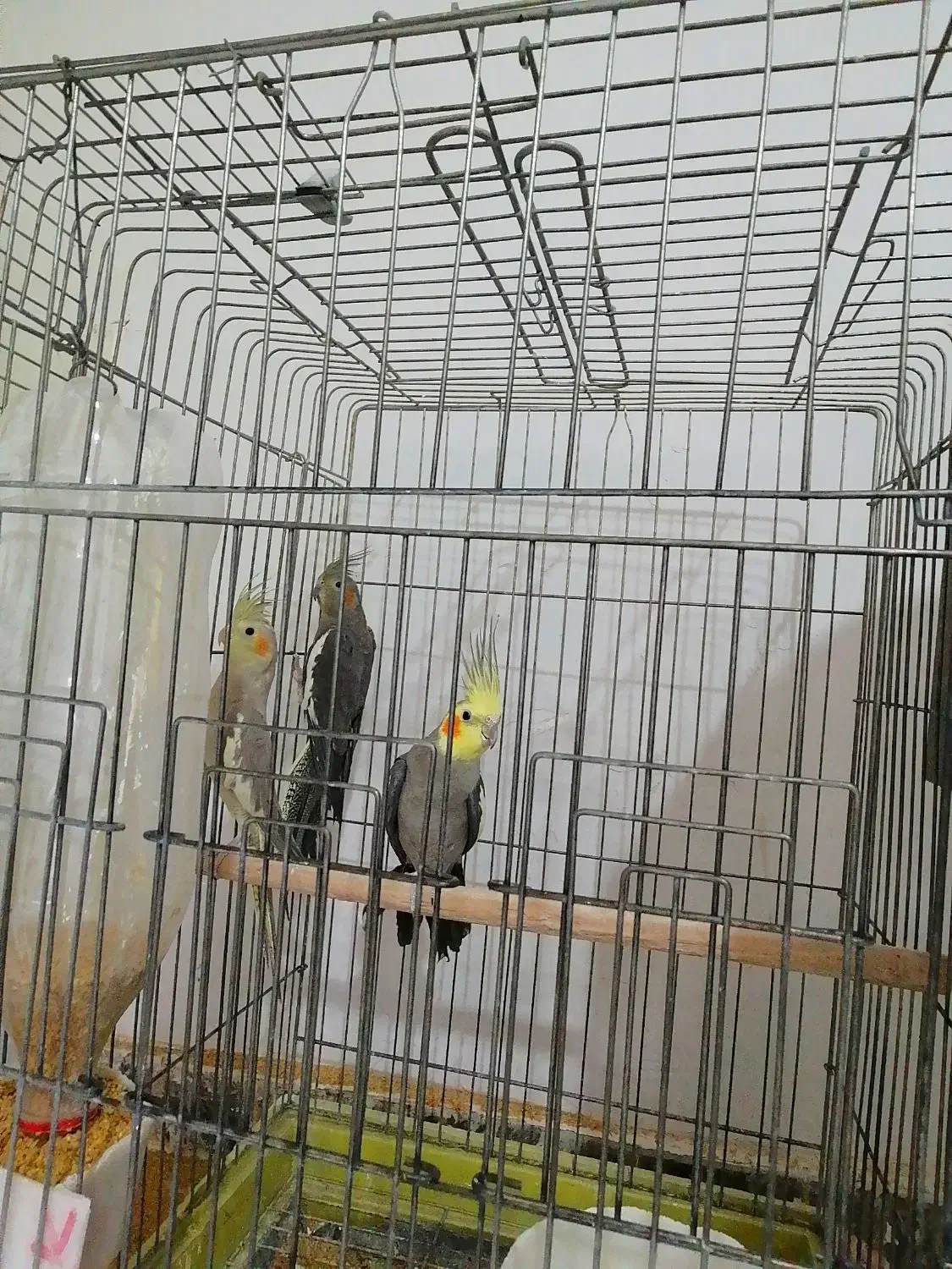 عروس هلندی با جوجه|پرنده|رفسنجان, |دیوار