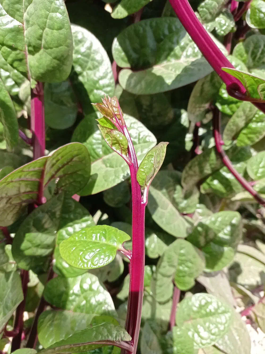 قلمه گل لوبیا سحرآمیز|گل و گیاه طبیعی|اصفهان, شهرک مهدیه|دیوار