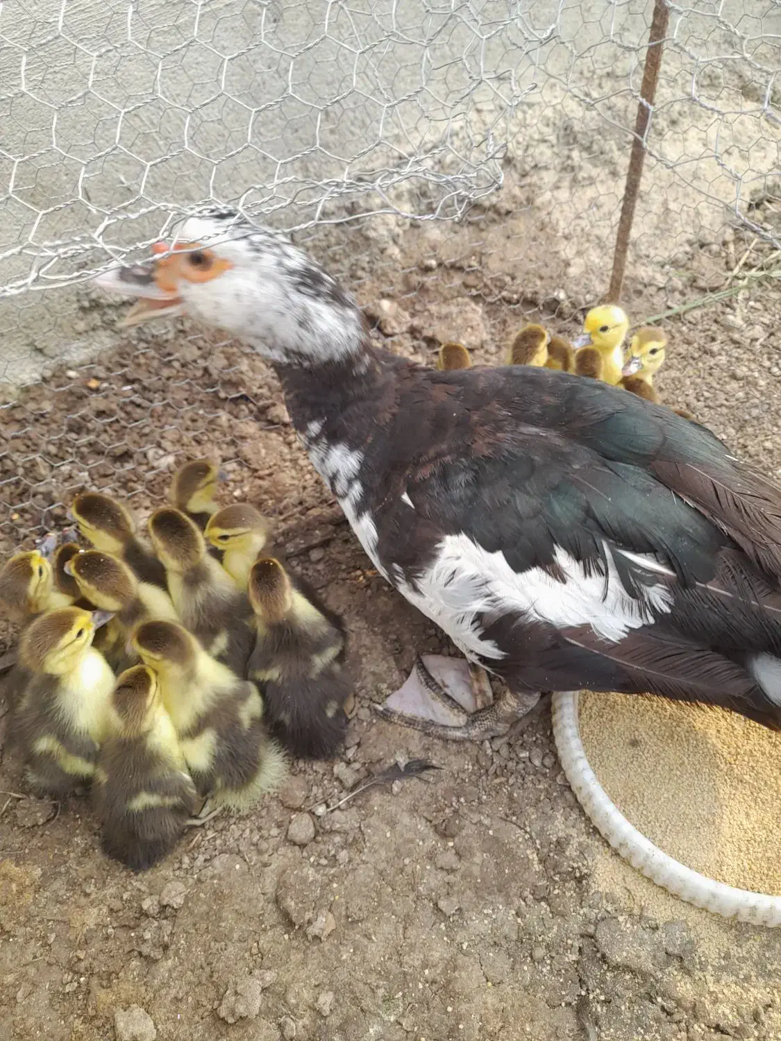 اردک خارجی تعداد ۲۱عدد بدون مادر فروخته میشود|حیوانات مزرعه|قائمشهر, |دیوار