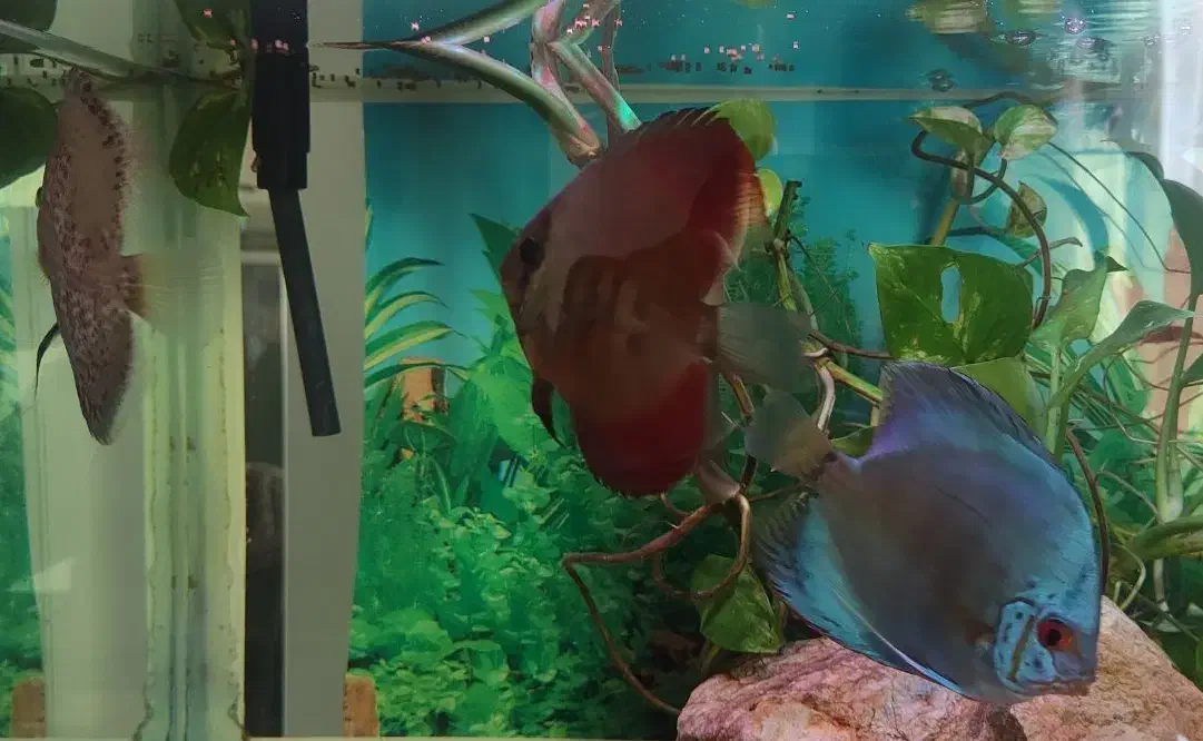 ماهی دیسکس ۳ عدد|ماهی|تهران, مهرآباد|دیوار