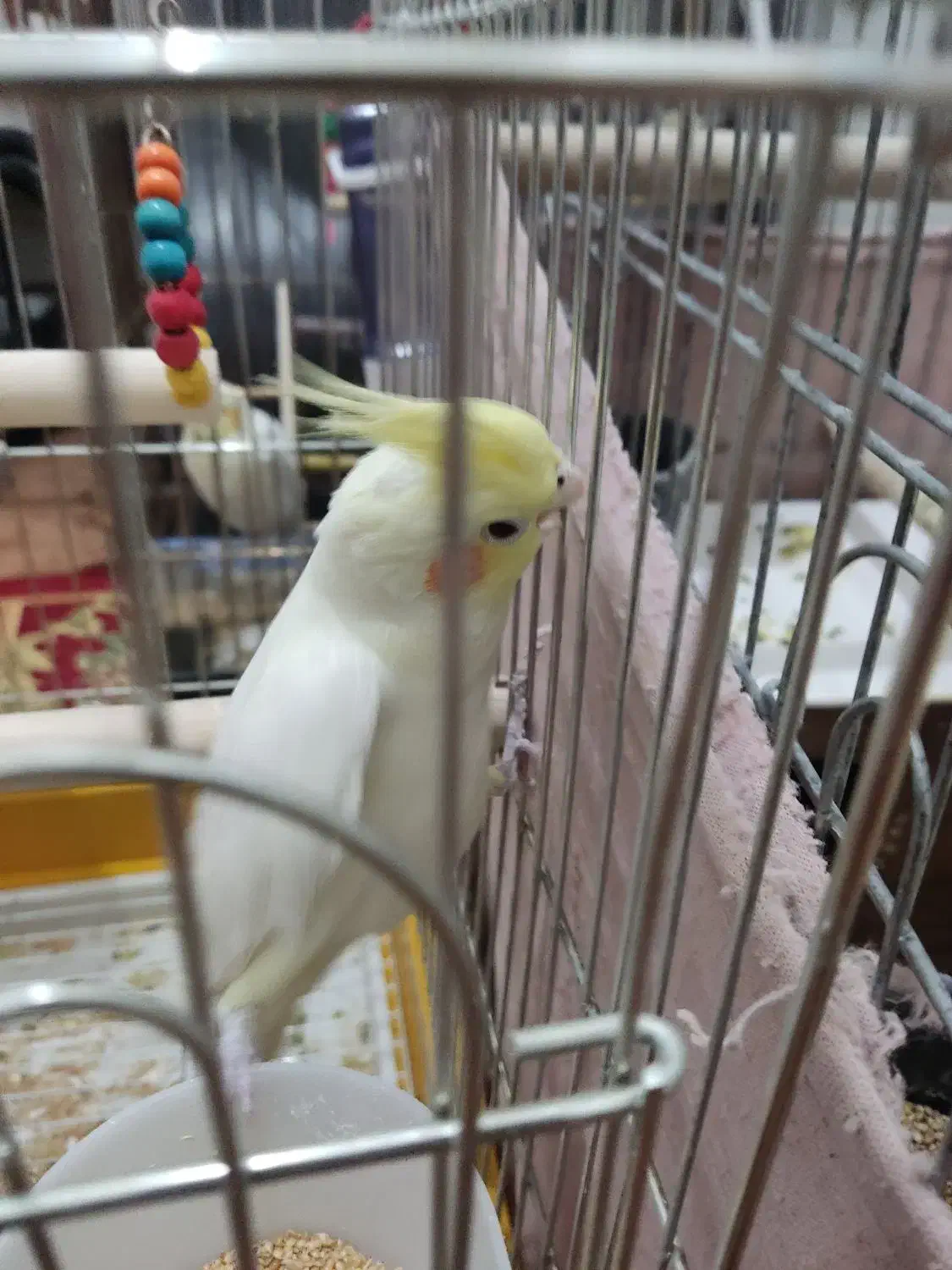 عروس هلندی|پرنده|مرودشت, کوشک|دیوار