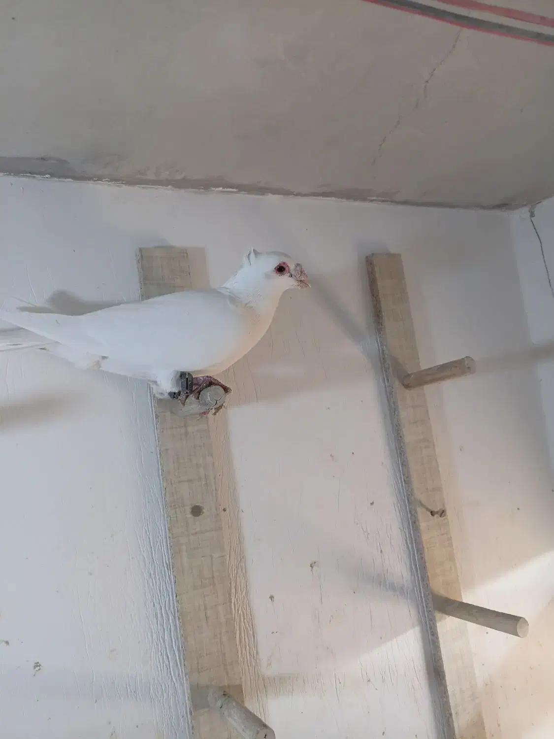 ۳ عدد سفید|پرنده|کشکوئیه, |دیوار