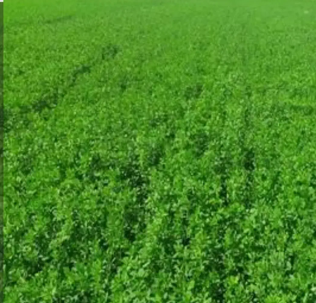 فروش یونجه|حیوانات مزرعه|دیواندره, |دیوار