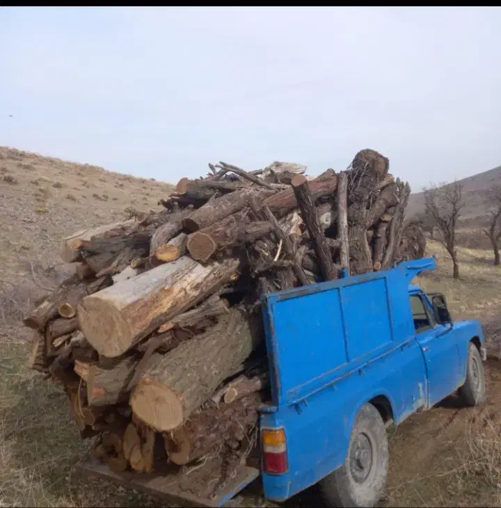 خرید چوب|خدمات باغبانی و درختکاری|اسدآباد, |دیوار