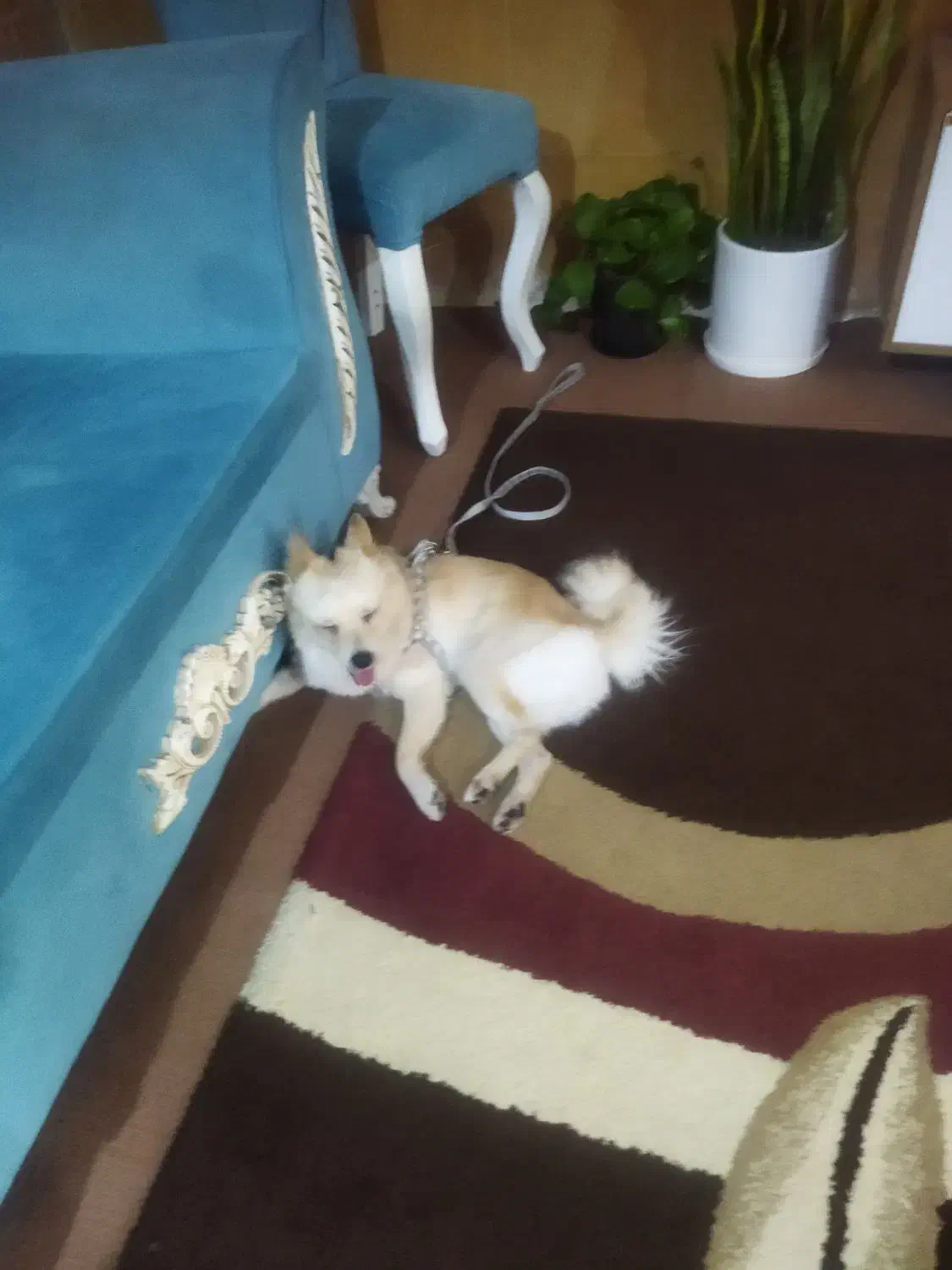 سگ خیلی باهوش اروم|سگ|دوگنبدان, |دیوار