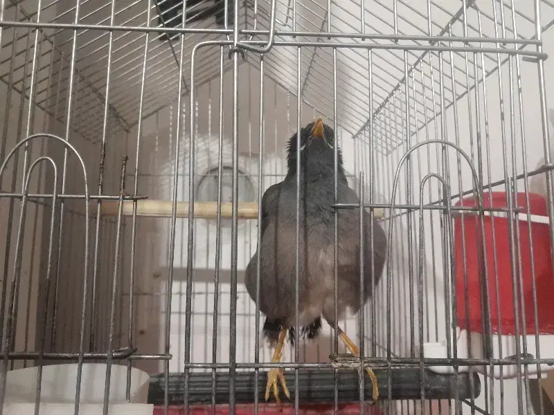 مرغ مینا سخنگو|پرنده|کرمان, |دیوار