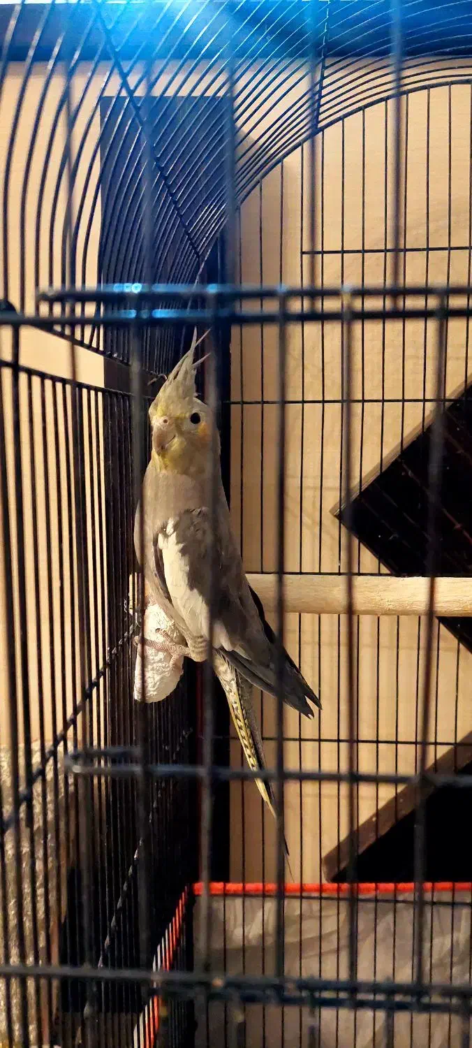 عروس هلندی|پرنده|مشهد, ولیعصر (شهرک غرب)|دیوار