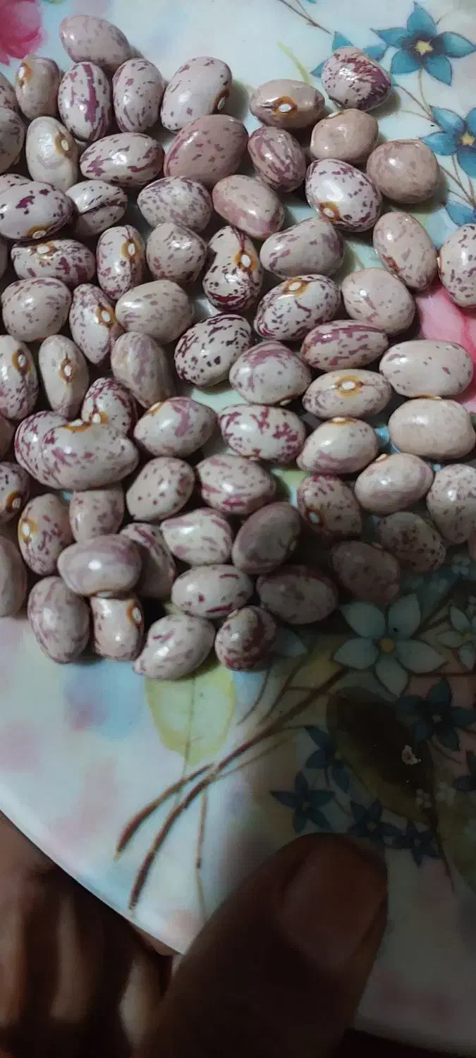 لوبیا چیتی|خوردنی و آشامیدنی|تهران, والفجر (افسریه)|دیوار