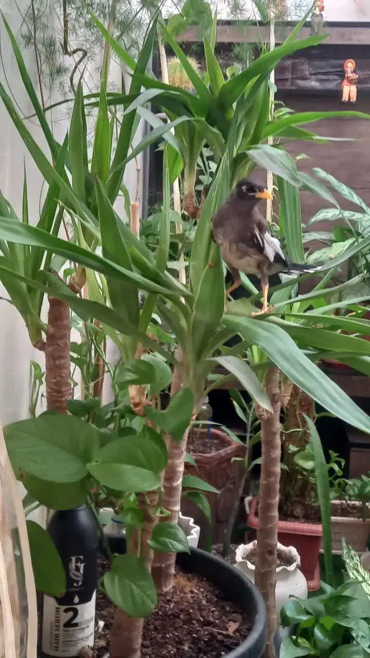 مینا دستی|پرنده|قم, منبع آب|دیوار