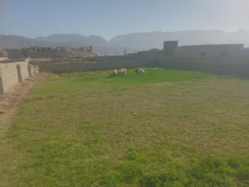 بره ماده ۲۲کیلو تا۲۶کیلو سه عدد|حیوانات مزرعه|گزیک, |دیوار