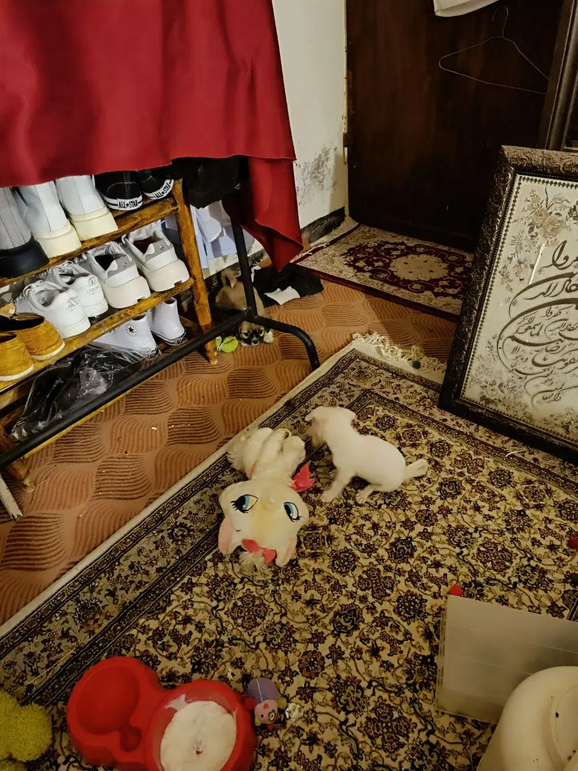 شی وا وا|سگ|شیراز, شهرک مهرگان|دیوار