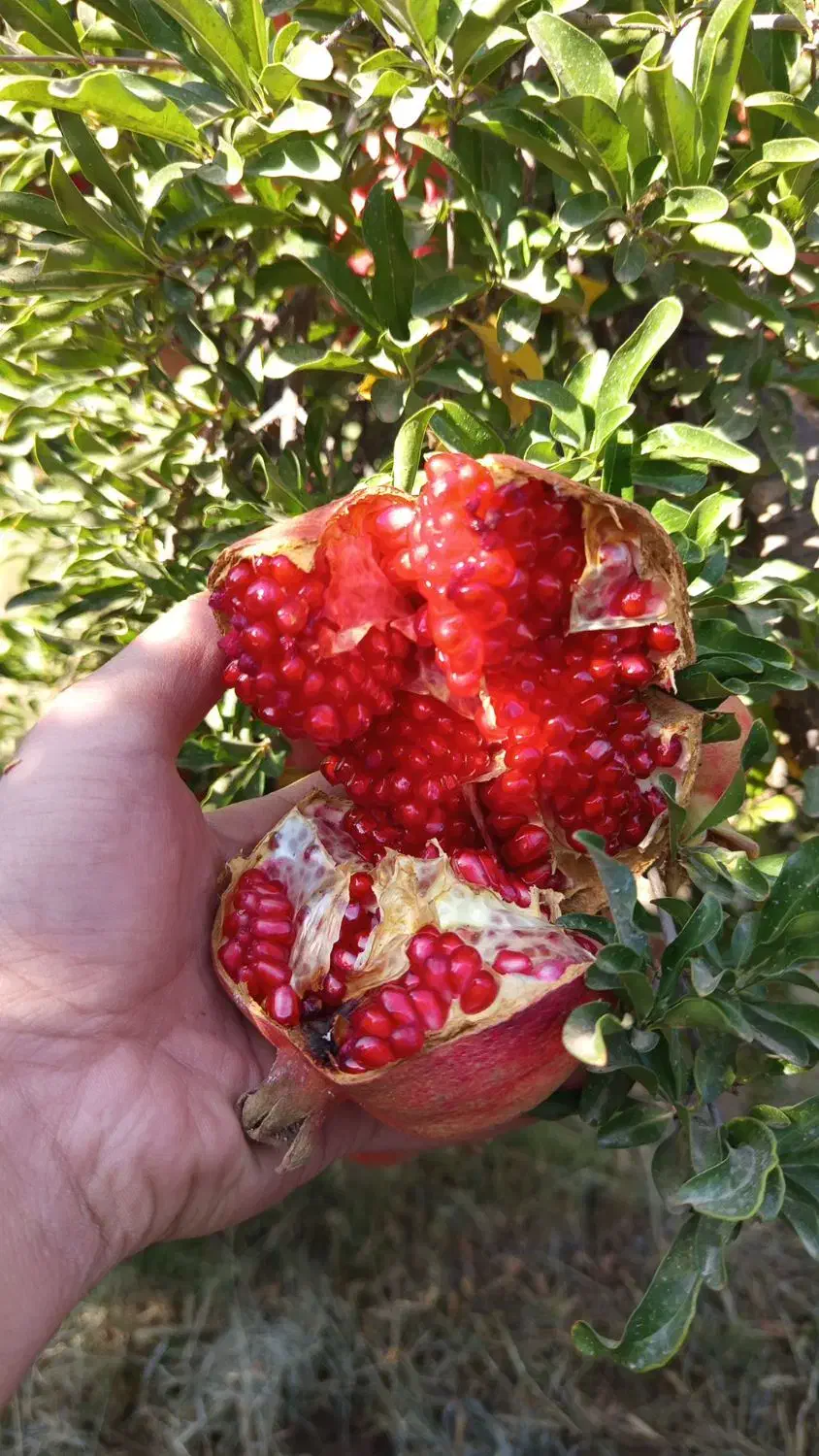 انار سیاب کوهدشت صادراتی|خوردنی و آشامیدنی|کرج, میدان میوه و تره بار مرکزی|دیوار