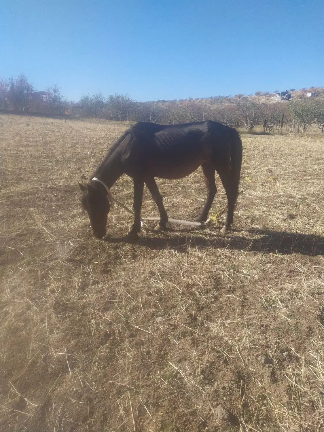 اسب|اسب و تجهیزات اسب‌سواری|اهر, |دیوار