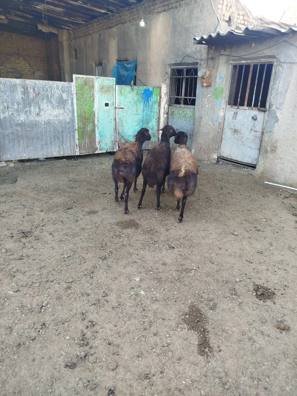 میش|حیوانات مزرعه|بوئین زهرا, |دیوار