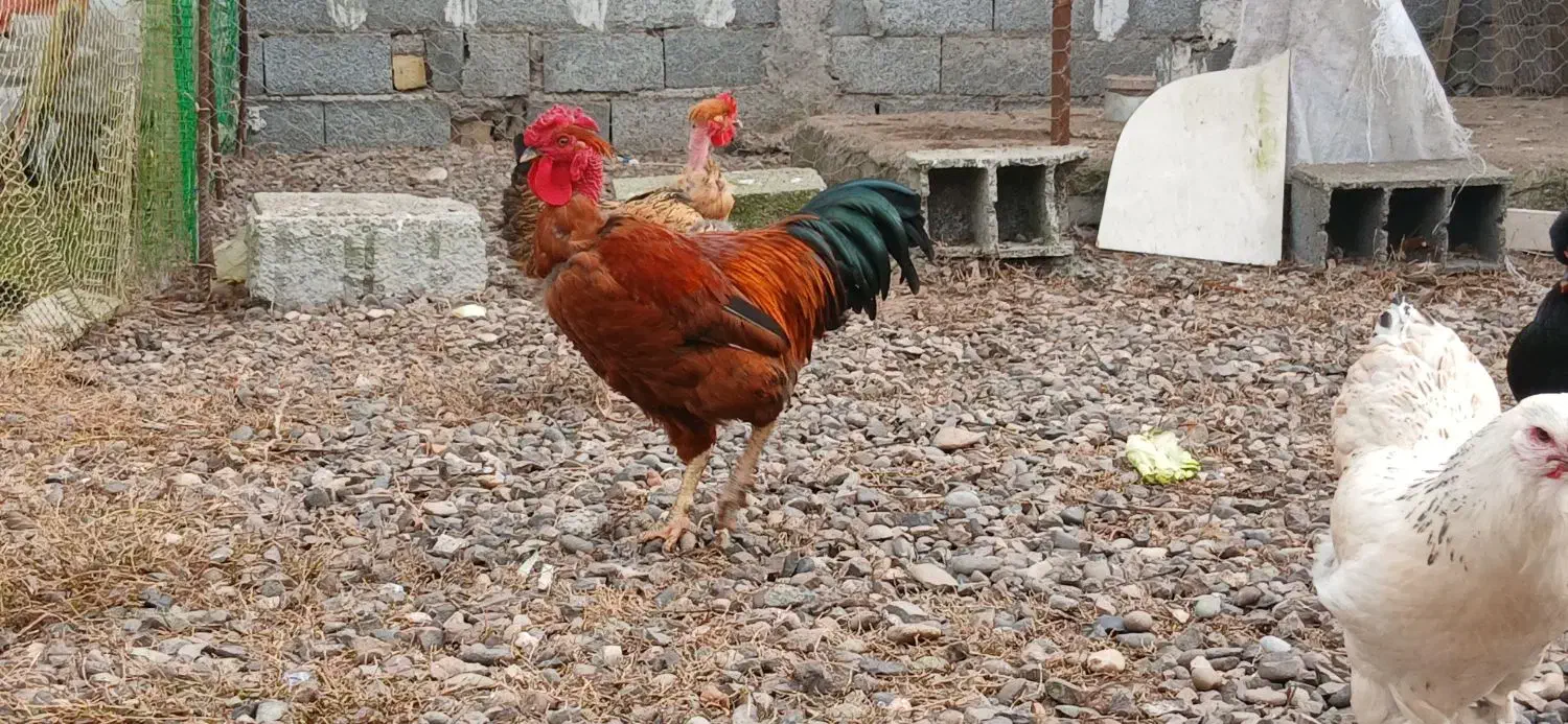 خروس گردن لخت|حیوانات مزرعه|آستانه اشرفیه, |دیوار