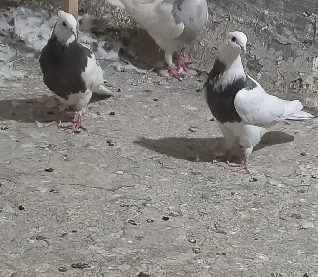 سه تا طوقی ماده جوان|پرنده|تهران, وحیدیه|دیوار