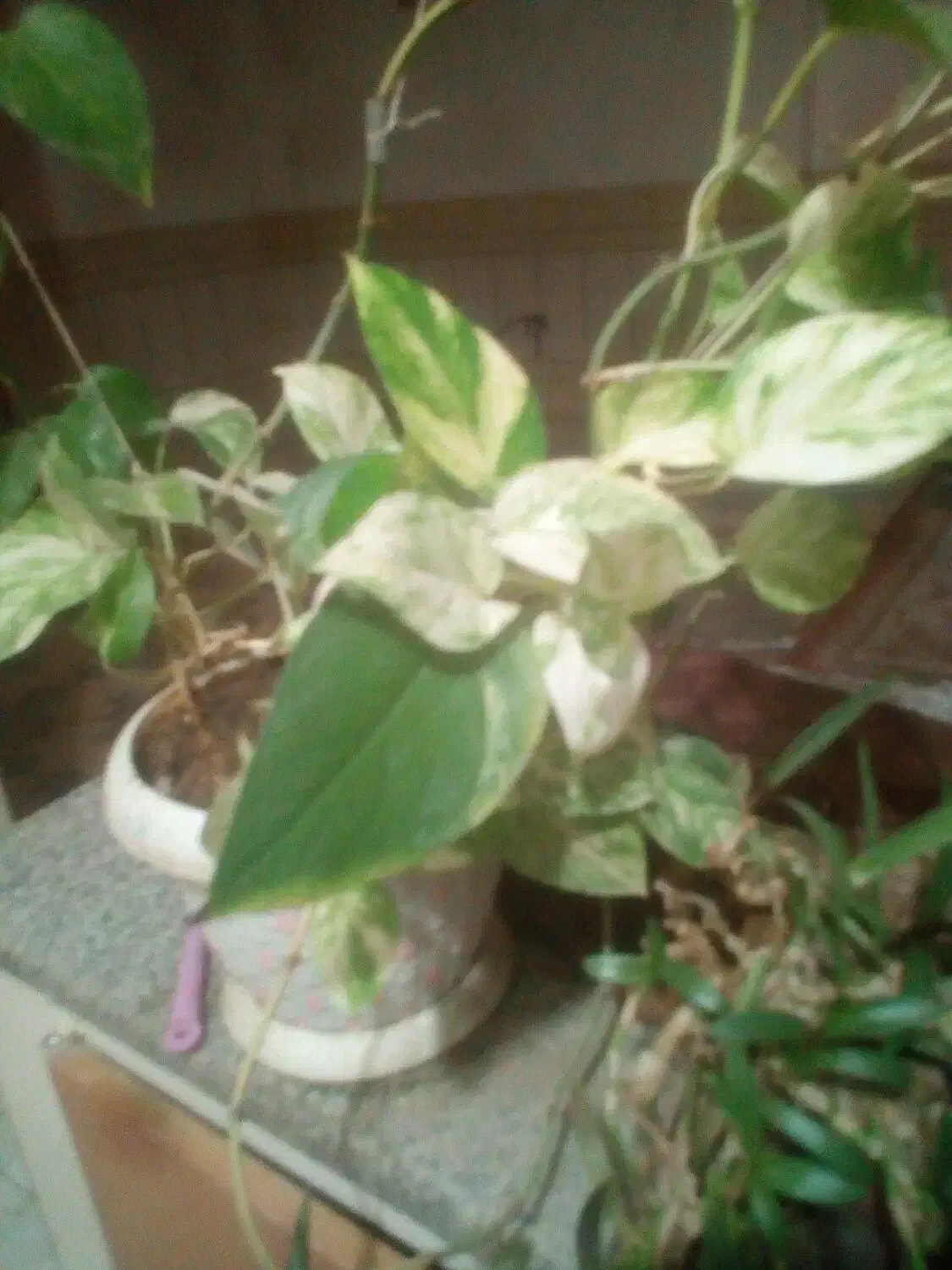 گل و گیاه|گل و گیاه طبیعی|اصفهان, قائمیه|دیوار