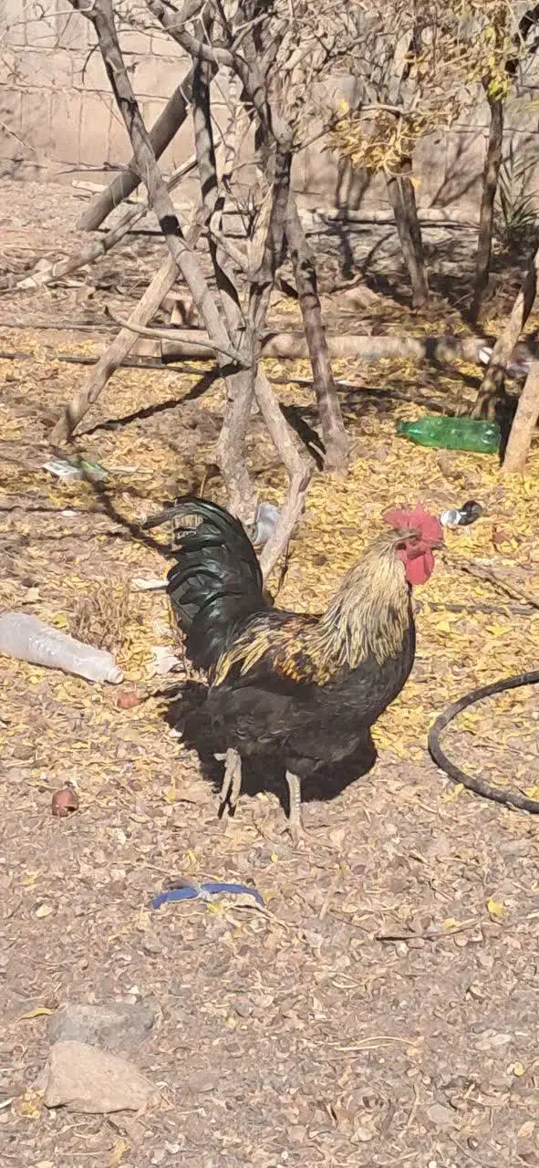 خروس|حیوانات مزرعه|فردوس (خراسان), |دیوار