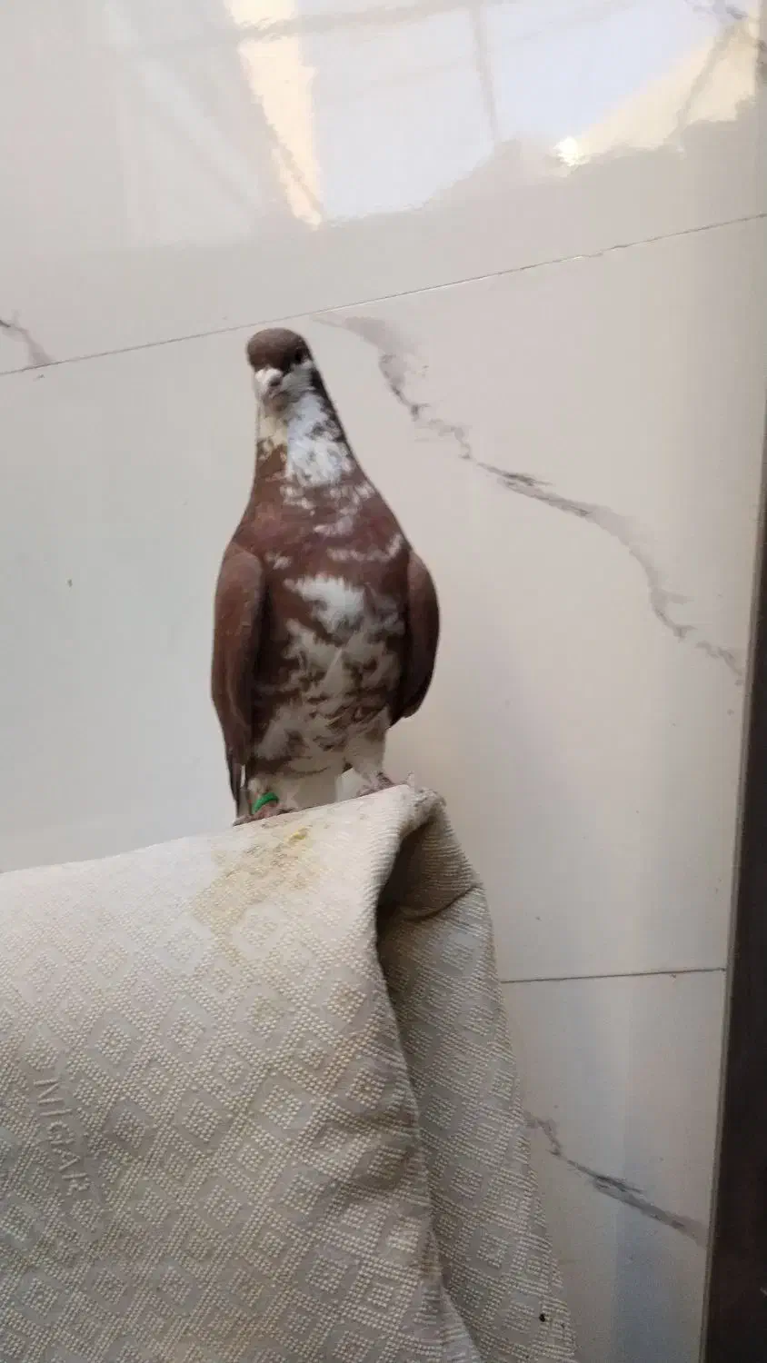 شهری|پرنده|خرمشهر, |دیوار