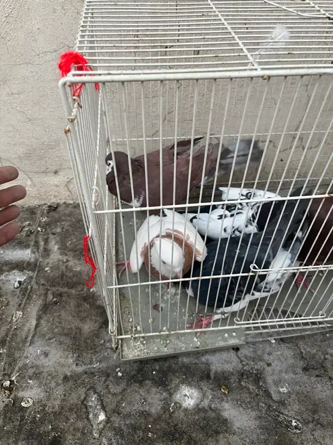 ۶عدد کفتر رنگه|پرنده|مشهد, ادیب نیشابوری (شهرک غرب)|دیوار