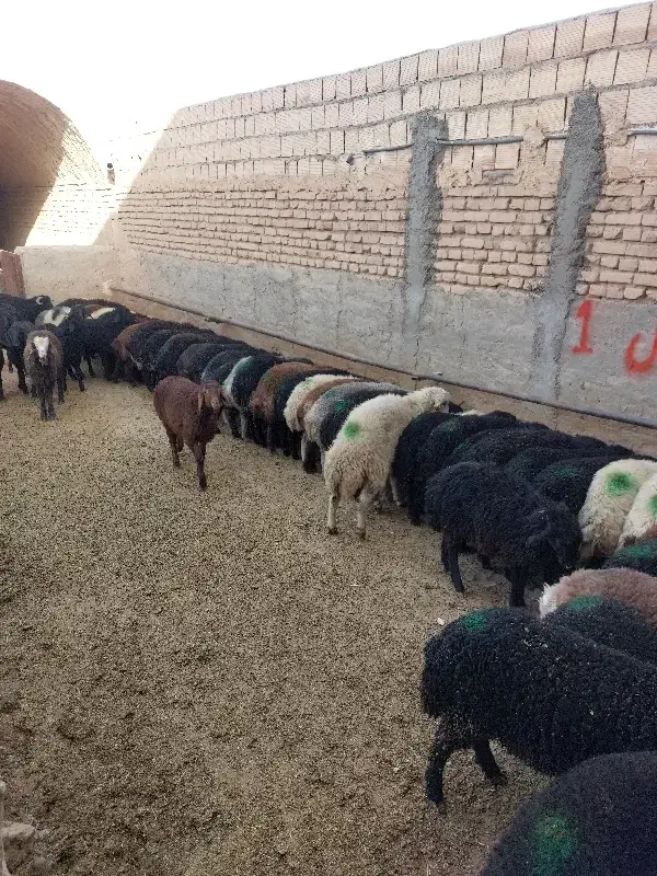 گوسفند فروشی|حیوانات مزرعه|یزد, |دیوار