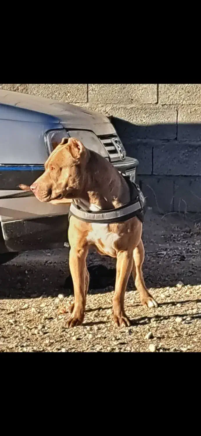 گمشده|حیوانات|بیجار, |دیوار