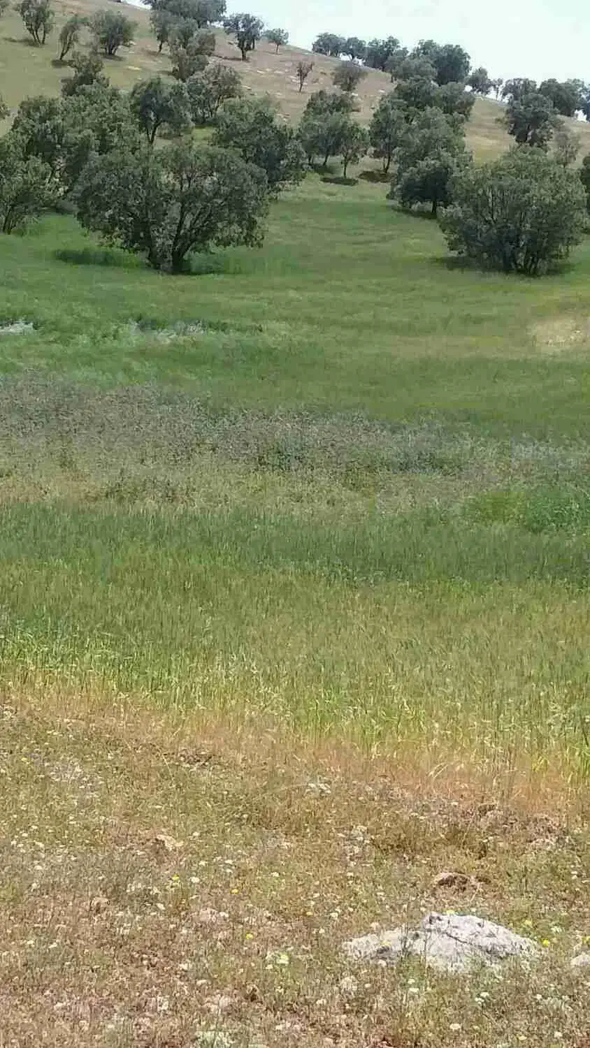 اجاره زمین 20هزار متر|اجارهٔ دفتر صنعتی، کشاورزی، تجاری|ویسیان, |دیوار