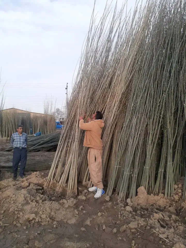 پخش انواع نهالهای درجه یک وباکفیت|گل و گیاه طبیعی|مراغه, |دیوار