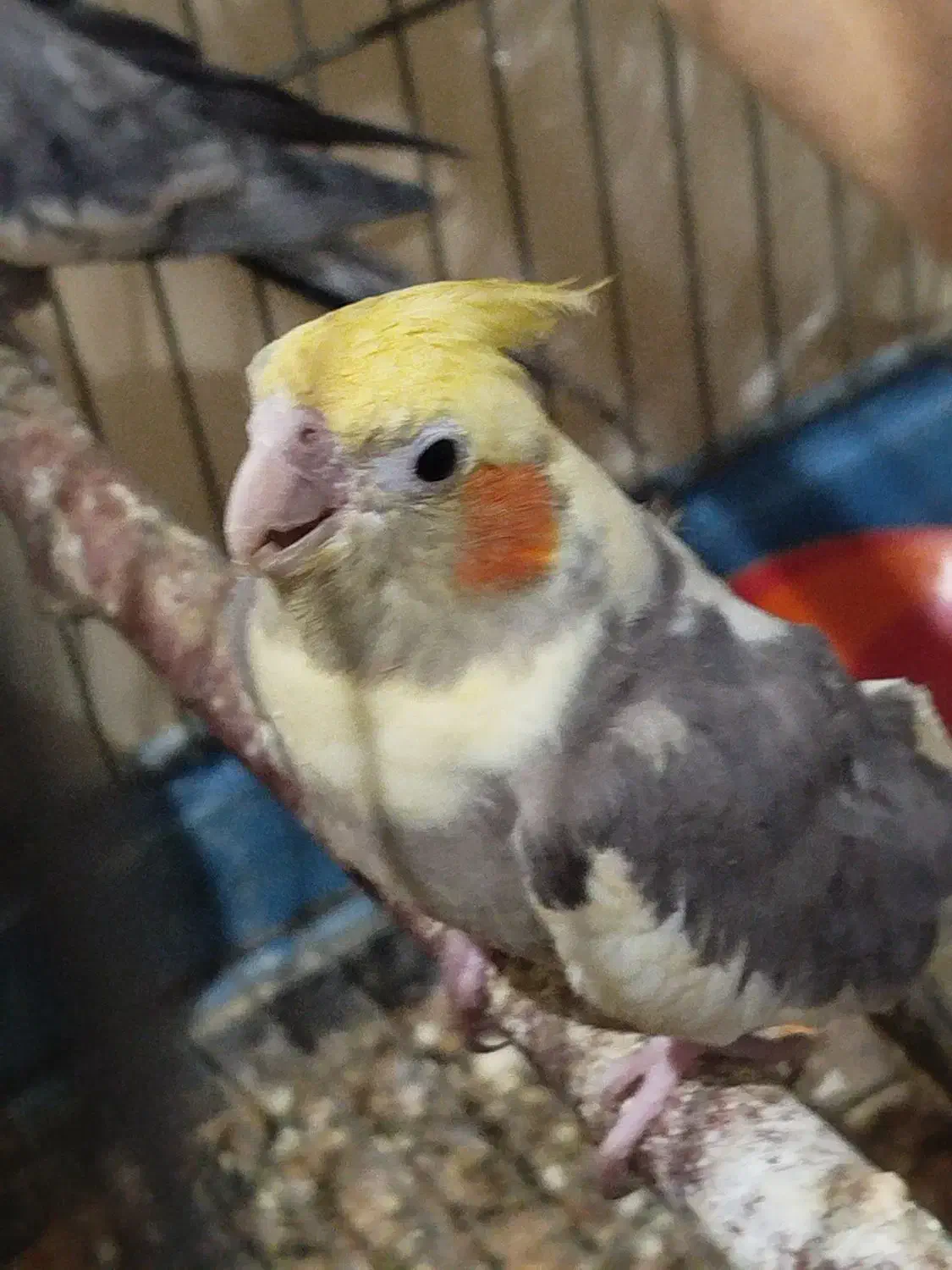 عروس هلندی|پرنده|بروجرد, |دیوار