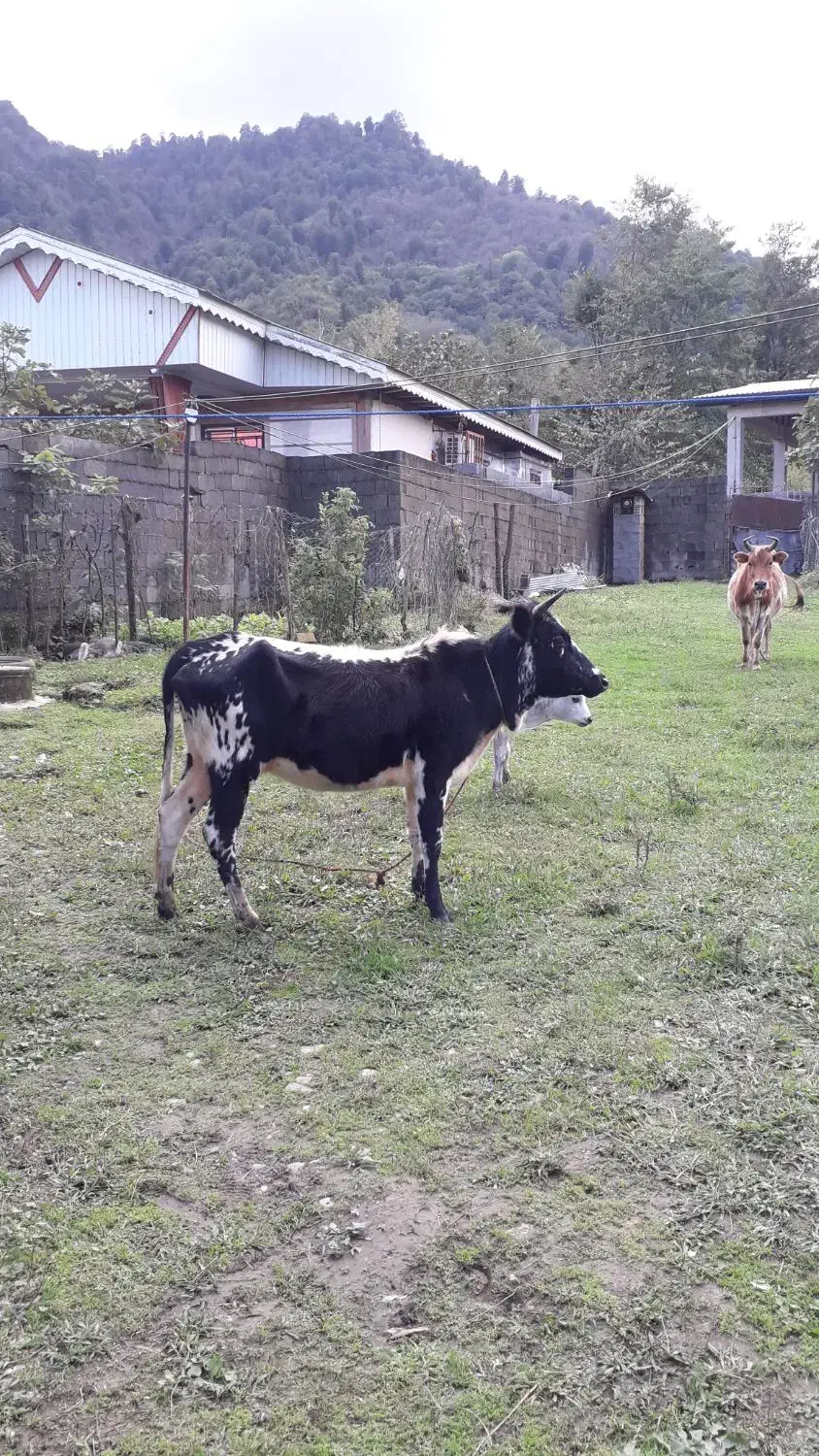 گاولیشه محلی عروسک (قیمت مناسب)|حیوانات مزرعه|گوراب زرمیخ, |دیوار